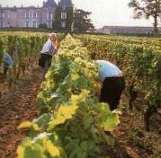 Wine Harvesting