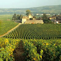 French Vineyards