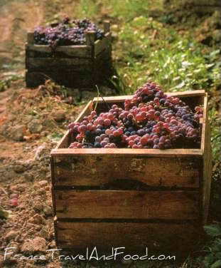 Wine grapes